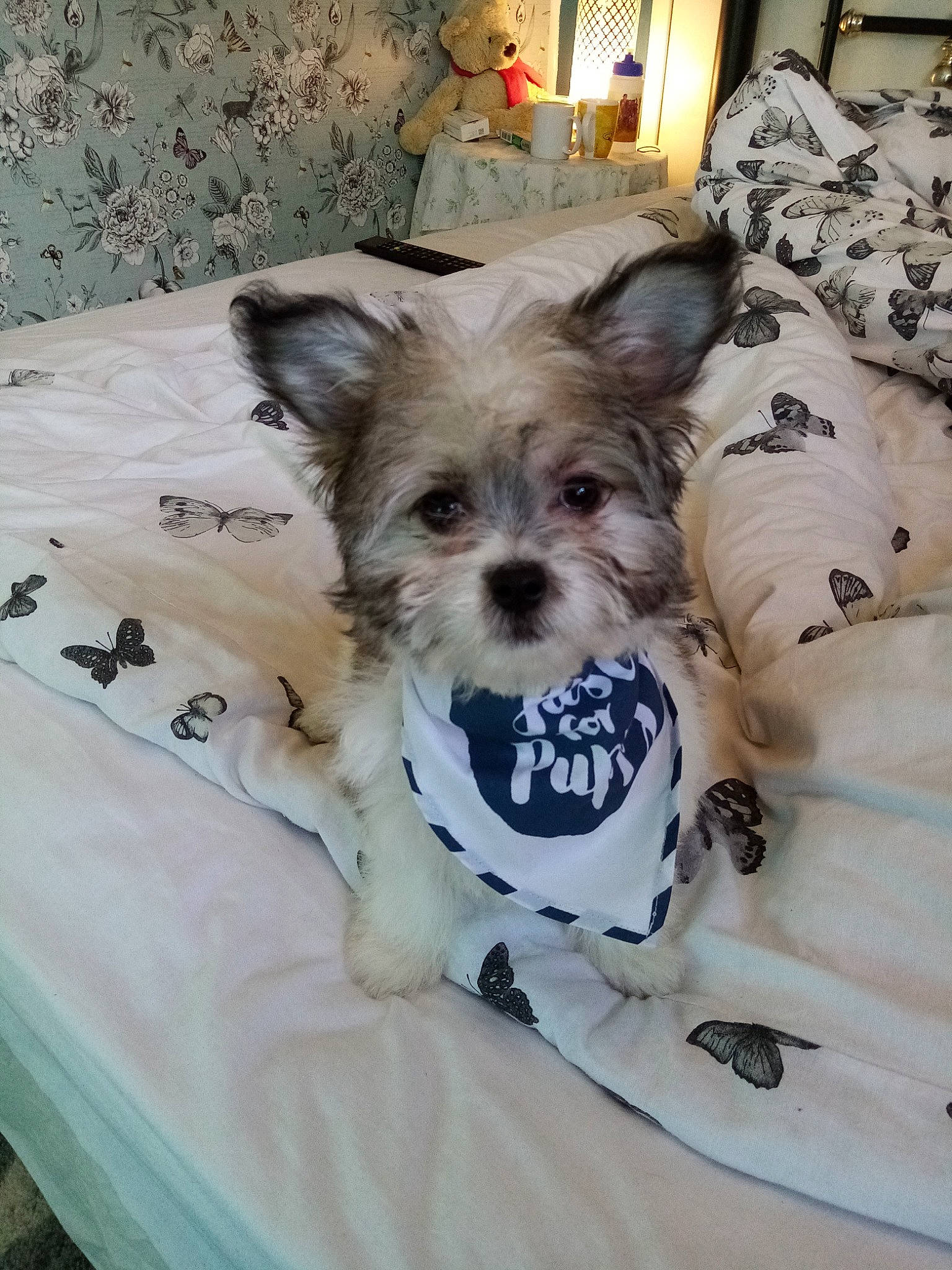 Katy joined the competition — help win amazing prizes! biewer_terrier, cairn_terrier, canidae, carnivore, chinese_imperial_dog, companion_dog, dog, dog_breed, maltepoo, maltese, mammal, morkie, puppy, rare_breed_dog, schnoodle, shih_tzu, terrier, toy_dog, yorkipoo, yorkshire_terrier