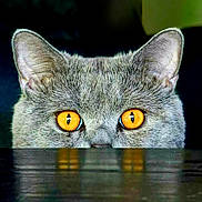 Wemby participe au concours pour gagner de l'argent avec cette photo : alert, animal, cat, closeup, curious, cute, ears, eyes, feline, fur, gray_cat, indoor, mystery, orange_eyes, peeking, pet, portrait, reflection, watchful, whiskers