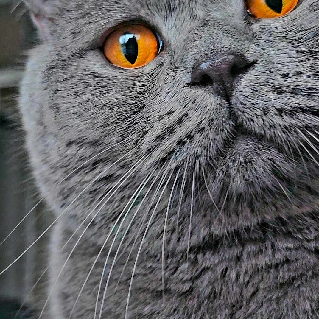 Wemby participe au concours pour gagner de l'argent avec cette photo : animal, cat, close_up, curious, cute, detail, expression, face, feline, fur, gray_cat, indoor, macro, mammal, orange_eyes, pet, portrait, soft, texture, whiskers