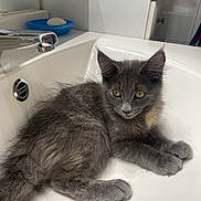 Light a rejoint le concours — aidez-le/la à gagner de superbes lots ! kitten, cat, gray_cat, sink, bathroom, faucet, soap_dish, white_surface, curious_eyes, fluffy_fur, pet, domestic_animal, indoor, resting, close_up, young_cat, animal, cute, feline, household