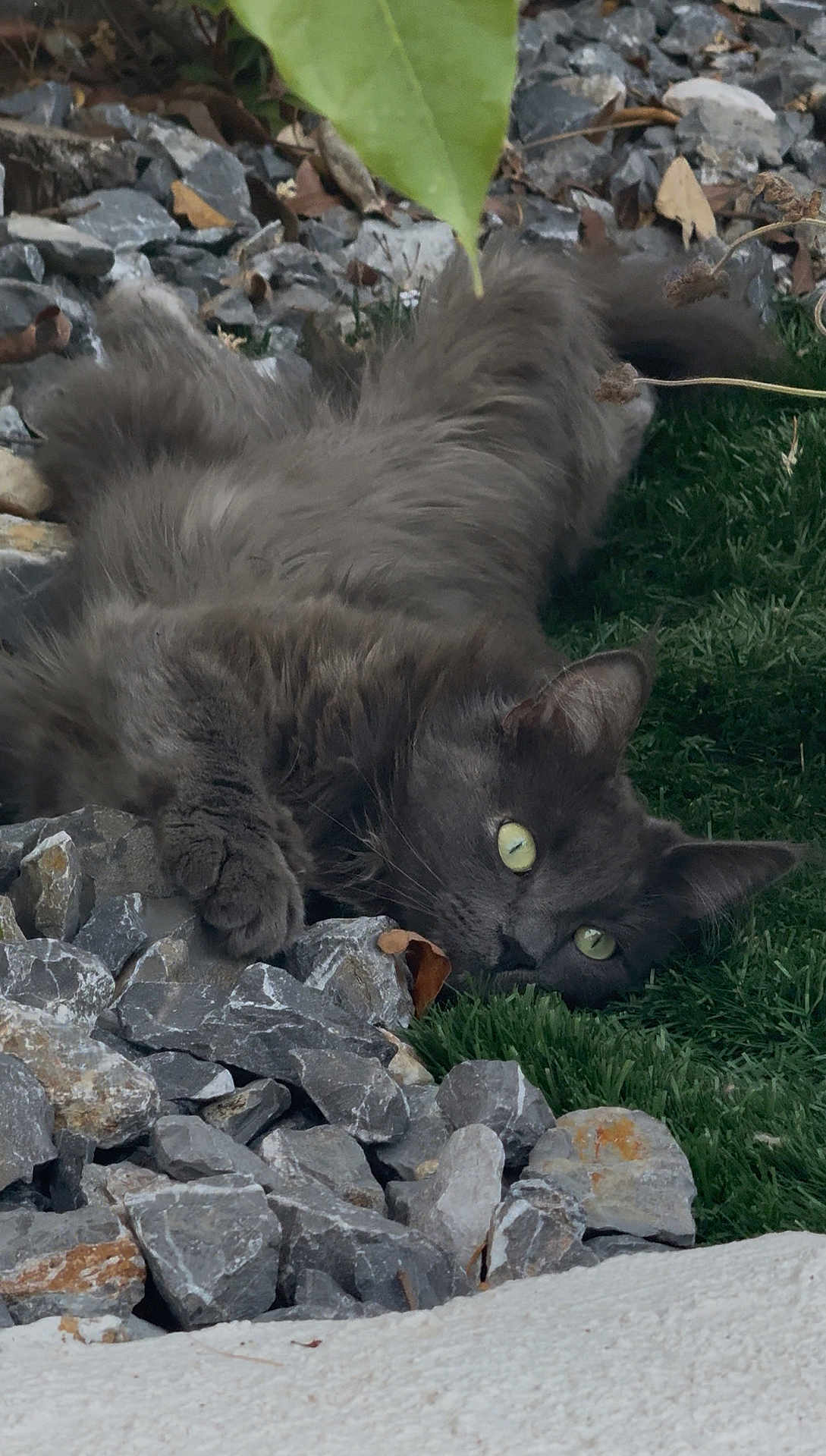 Light participe au concours pour gagner de l'argent avec cette photo : cat, gray_cat, fluffy_fur, rocks, grass, outdoor, animal, pet, lying_down, nature, relaxed, alert_eyes, close_up, wildlife, mammal, whiskers, ear, paw, daylight, greenery