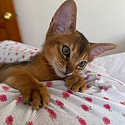 Leo is registered to the contest to win money with this photo: kitten, abyssinian, cat, pet, animal, cute, feline, ears, eyes, blanket, pink_flowers, cozy, indoor, resting, young, curious, soft, fur, whiskers, paws