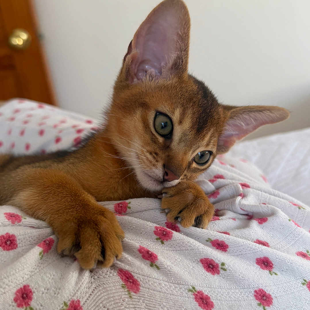 Leo is registered to the contest to win money with this photo: kitten, abyssinian, cat, pet, animal, cute, feline, ears, eyes, blanket, pink_flowers, cozy, indoor, resting, young, curious, soft, fur, whiskers, paws