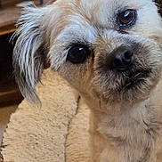 Mr Jelly Beans is registered to the contest to win money with this photo: dog, close_up, pet, fur, brown_eyes, cute, indoors, bed, cozy, animal, mammal, companion, fluffy, small_dog, looking, face, portrait, domestic_animal, cute_pet, curious