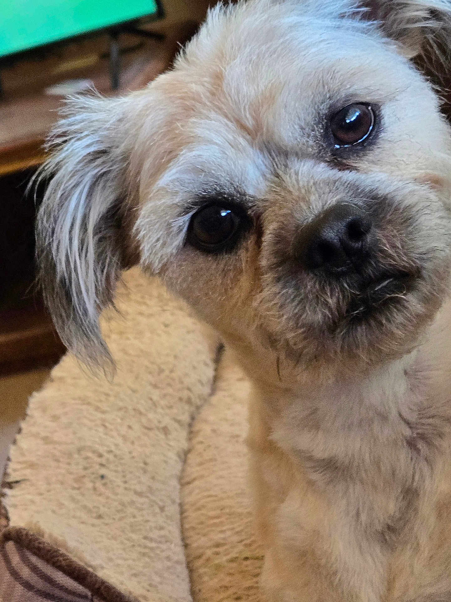 Mr Jelly Beans is registered to the contest to win money with this photo: dog, close_up, pet, fur, brown_eyes, cute, indoors, bed, cozy, animal, mammal, companion, fluffy, small_dog, looking, face, portrait, domestic_animal, cute_pet, curious