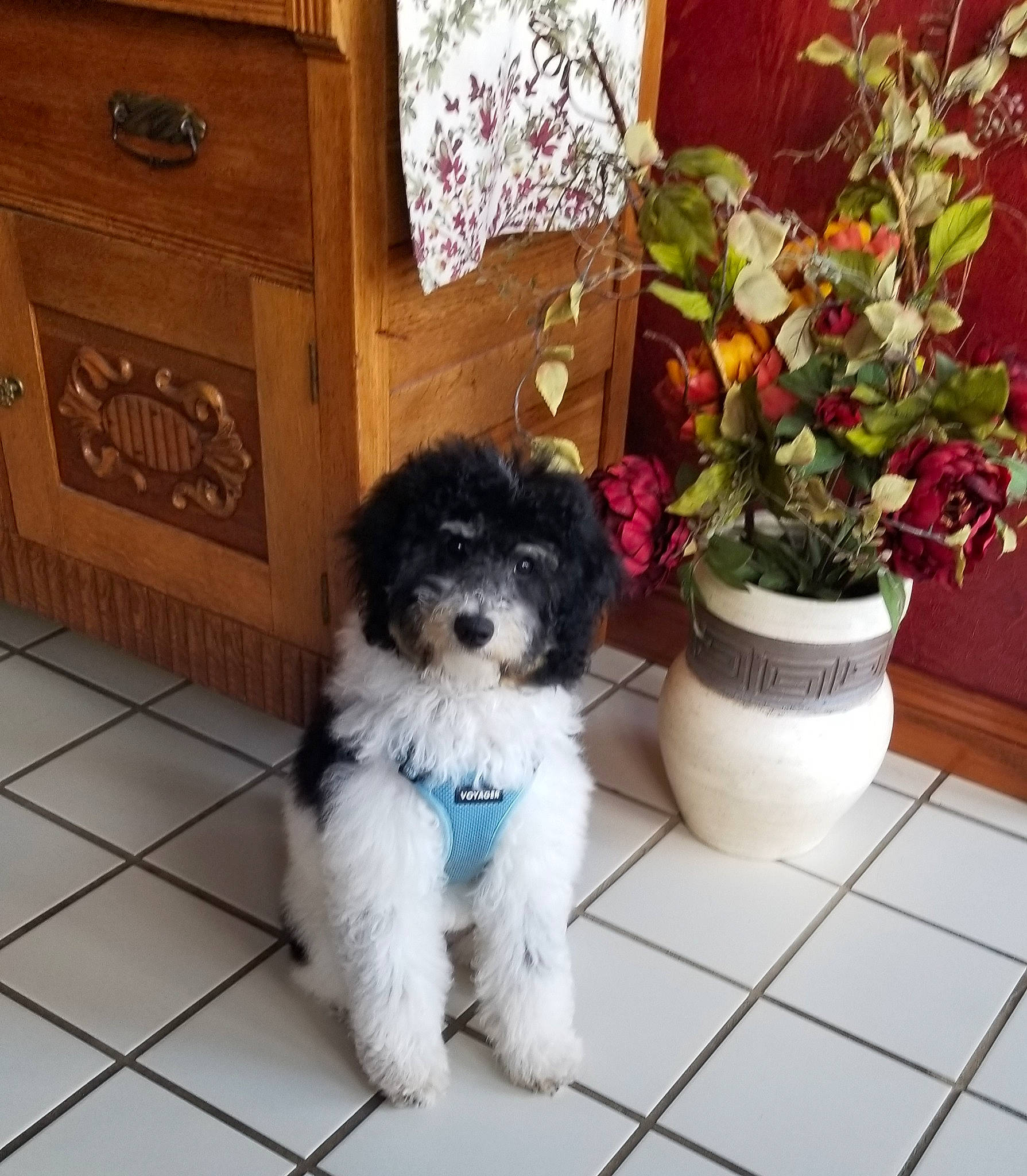 Kallie is registered to the contest to win money with this photo: cabinetry, carnivore, companion_dog, dog, dog_breed, drawer, floor, flooring, flower, flowerpot, hardwood, home, house, houseplant, living_room, plant, terrier, toy_dog, wood, working_animal