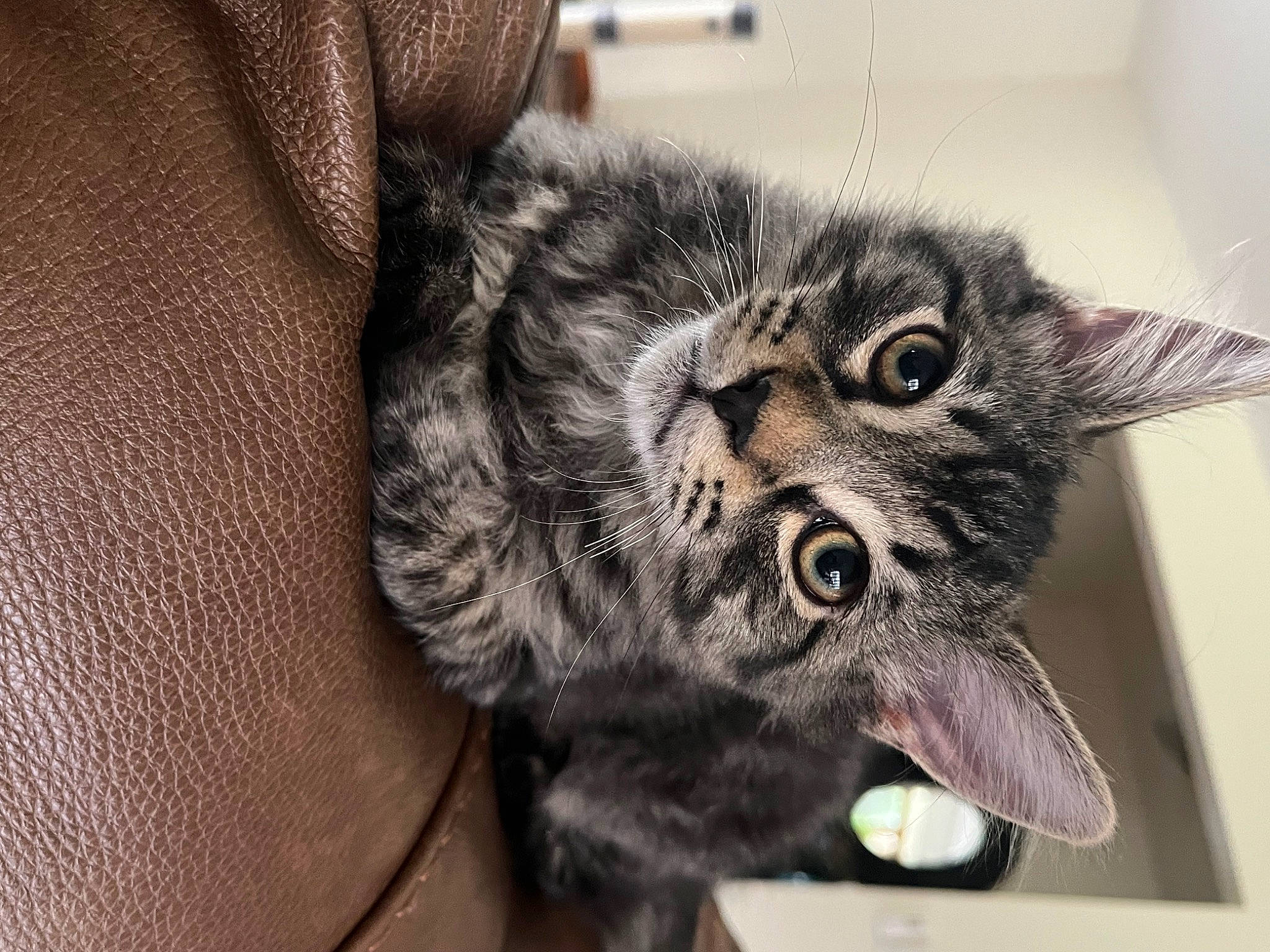 Chili joined the competition — help win amazing prizes! black_cat, carnivore, cat, claw, comfort, domestic_short_haired_cat, felidae, fur, grey, monochrome_photography, paw, small_to_medium_sized_cats, snout, tail, whiskers