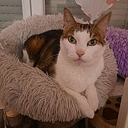 Noa a rejoint le concours — aidez-le/la à gagner de superbes lots ! animal, cat, closeup, cozy, curious, cute, domestic, eyes, feline, fluffy_bed, fur, home, indoor, paws, pet, relaxed, resting, soft_texture, whiskers, window