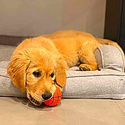 Aldo a rejoint le concours — aidez-le/la à gagner de superbes lots ! golden_retriever, puppy, dog_bed, orange_ball, toy, indoor, pet, cute, animal, canine, laying_down, fur, ears, floor, nose, whiskers, relaxed, young_dog, playful, domestic_pet