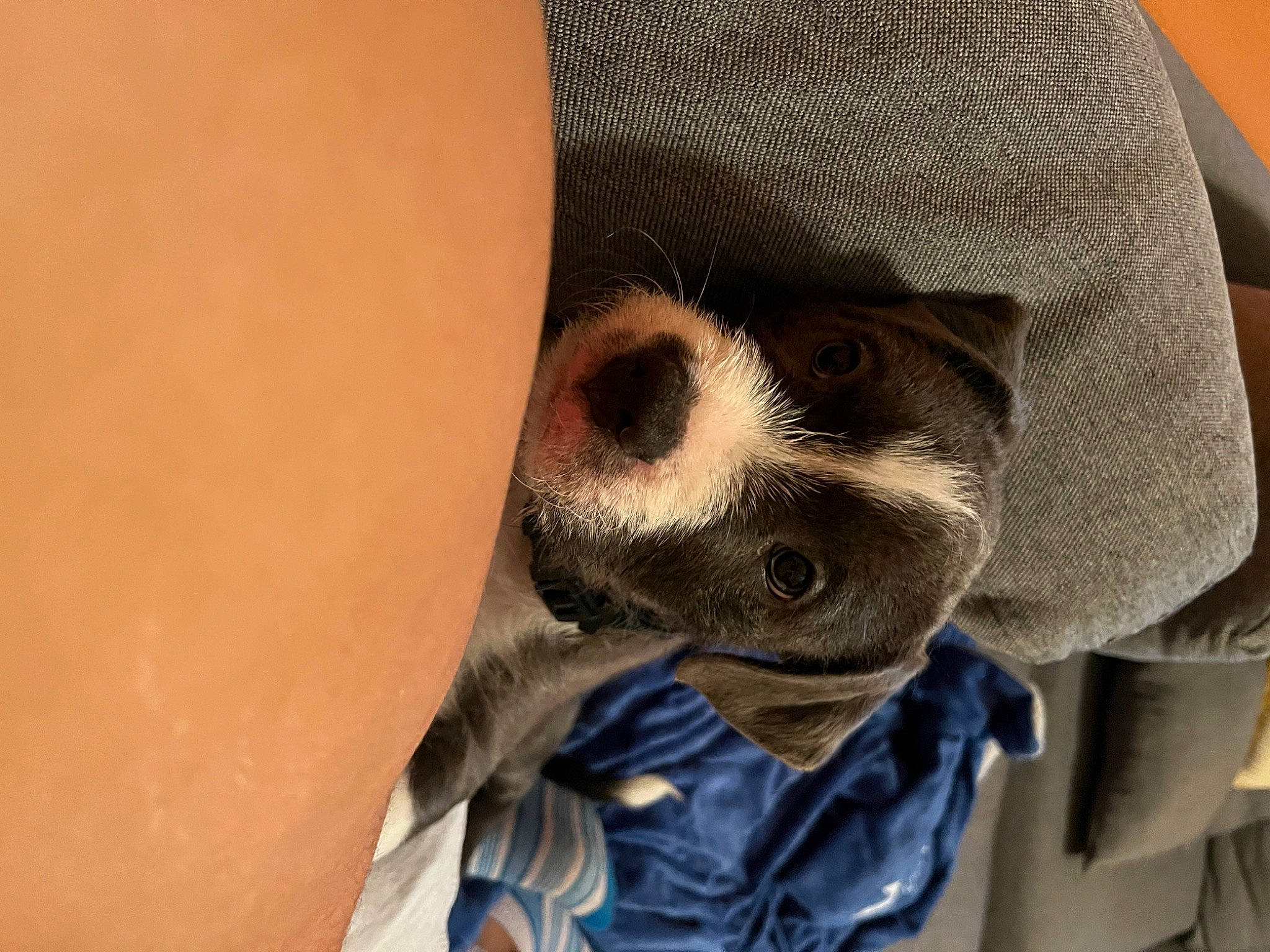 Rex joined the competition — help win amazing prizes! bone, canidae, carnivore, close_up, comfort, dog_breed, electric_blue, fawn, foot, fur, grey, hat, human_leg, pattern, paw, skull, sleeve, sunglasses, whiskers, wrinkle