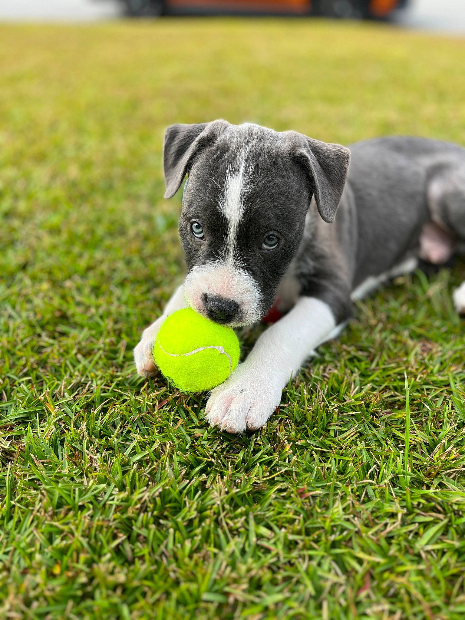 Rex joined the competition — help win amazing prizes! ball, canidae, carnivore, companion_dog, dog, dog_breed, dog_toy, grass, grassland, groundcover, lawn, plant, sports_equipment, sports_toy, tail, tennis_ball, terrestrial_animal, toy, working_animal, working_dog