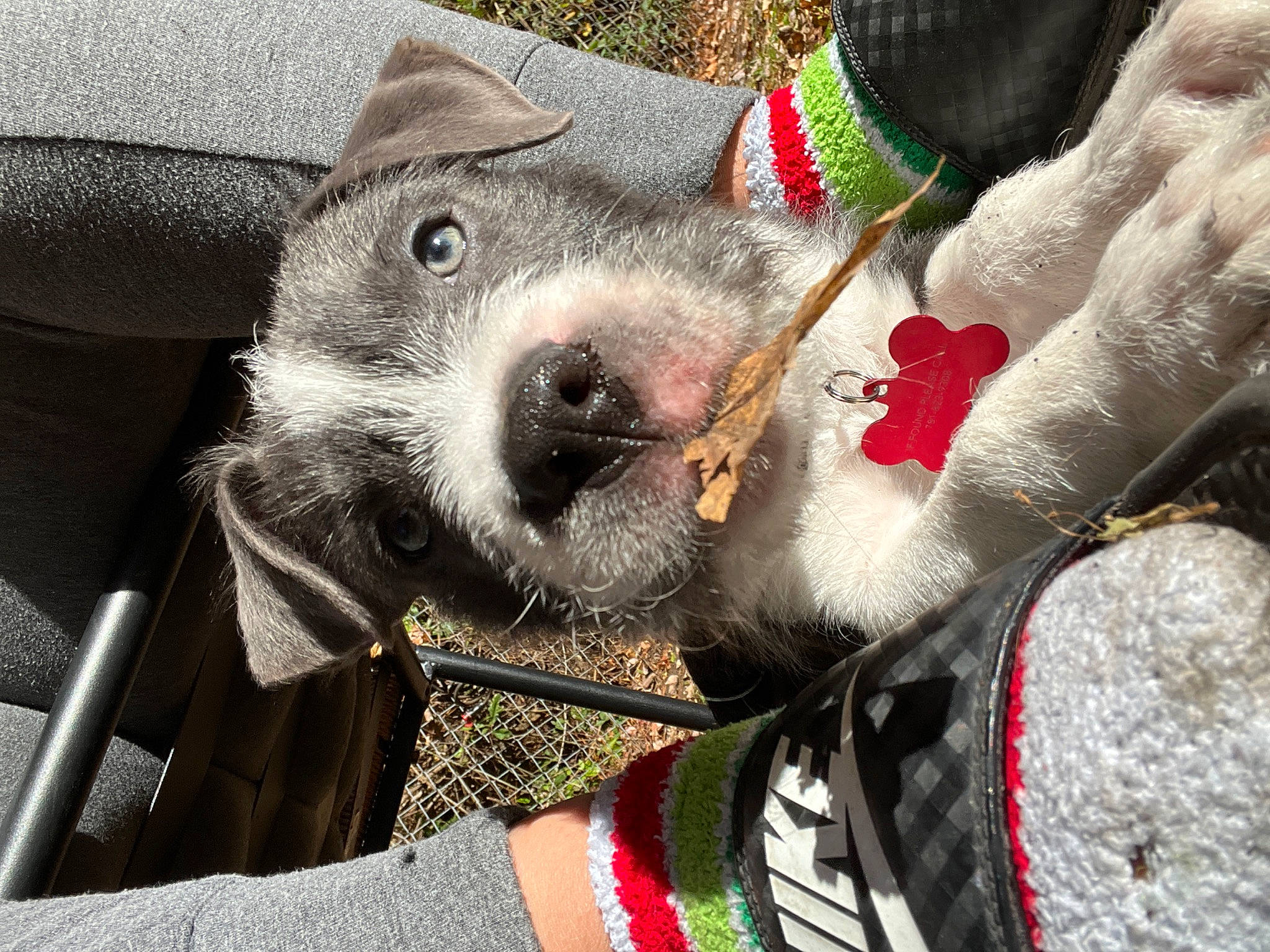 Rex joined the competition — help win amazing prizes! canidae, carmine, carnivore, collar, companion_dog, dog, dog_breed, dog_collar, fashion_accessory, fawn, fur, leash, non_sporting_group, selfie, snout, sporting_group, whiskers, working_animal