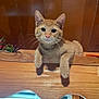 animal, cat, close_up, cozy, curious, cute, domestic_animal, ears, face, feline, furniture, home_interior, indoor, looking_at_camera, orange_tabby, paws, pet, warm_lighting, whiskers, wooden_ledge