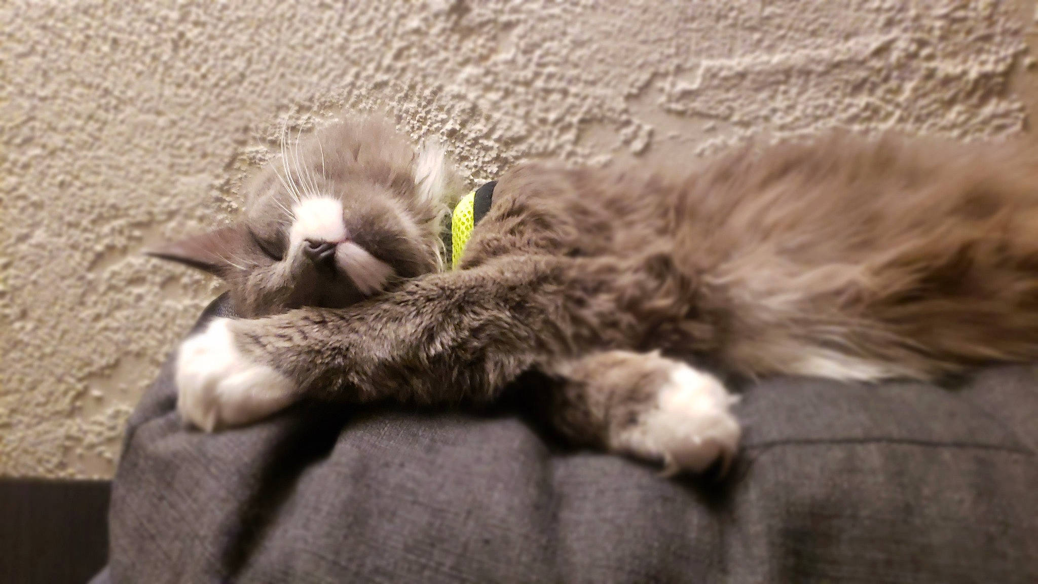 Pirelli joined the competition — help win amazing prizes! canidae, carnivore, cat, claw, comfort, domestic_short_haired_cat, fawn, felidae, fur, grey, nap, paw, sleep, small_to_medium_sized_cats, tail, terrestrial_animal, whiskers, wildlife, wood