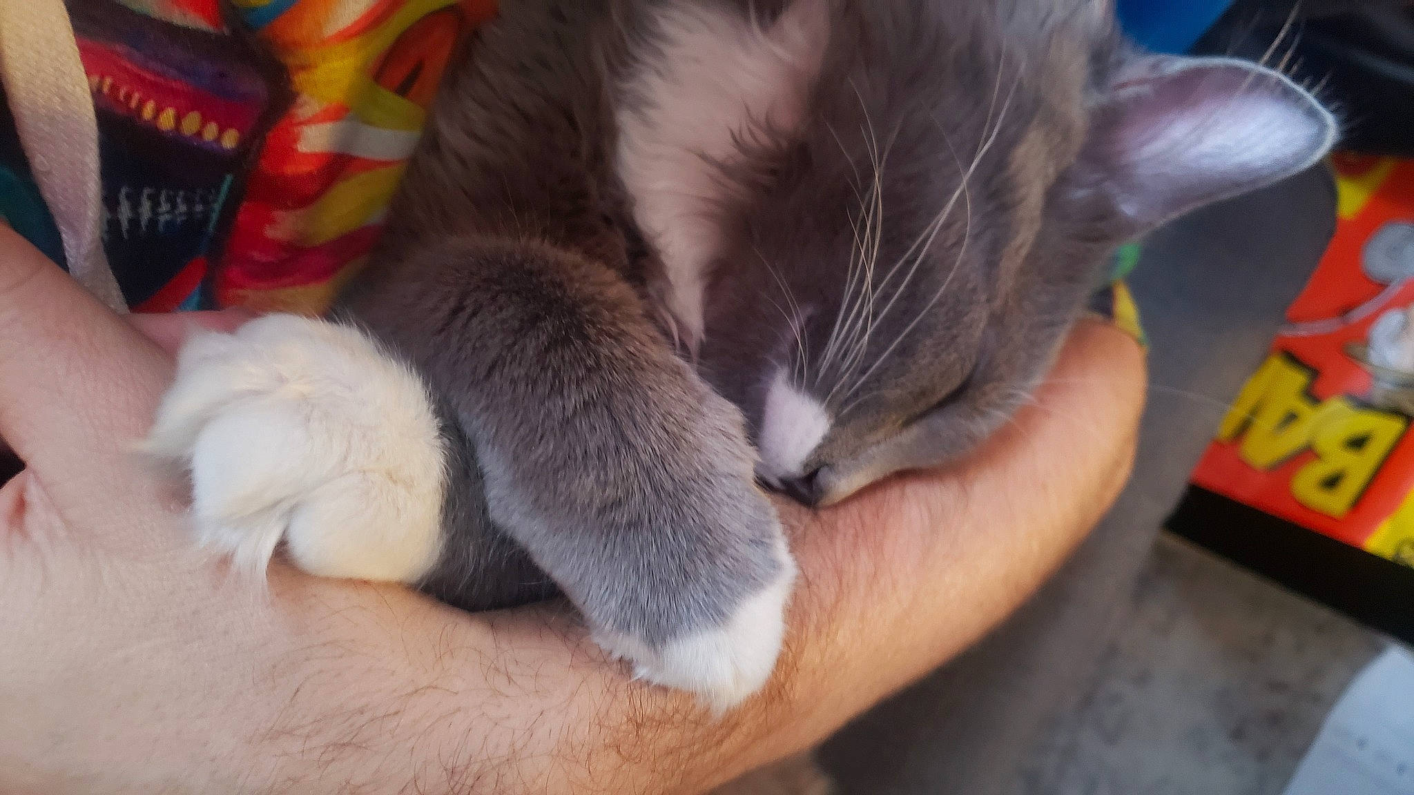 Pirelli is registered to the contest to win money with this photo: carnivore, cat, claw, comfort, domestic_short_haired_cat, ear, fawn, felidae, foot, fur, gesture, human_leg, nail, nap, paw, sleep, small_to_medium_sized_cats, snout, tail, whiskers