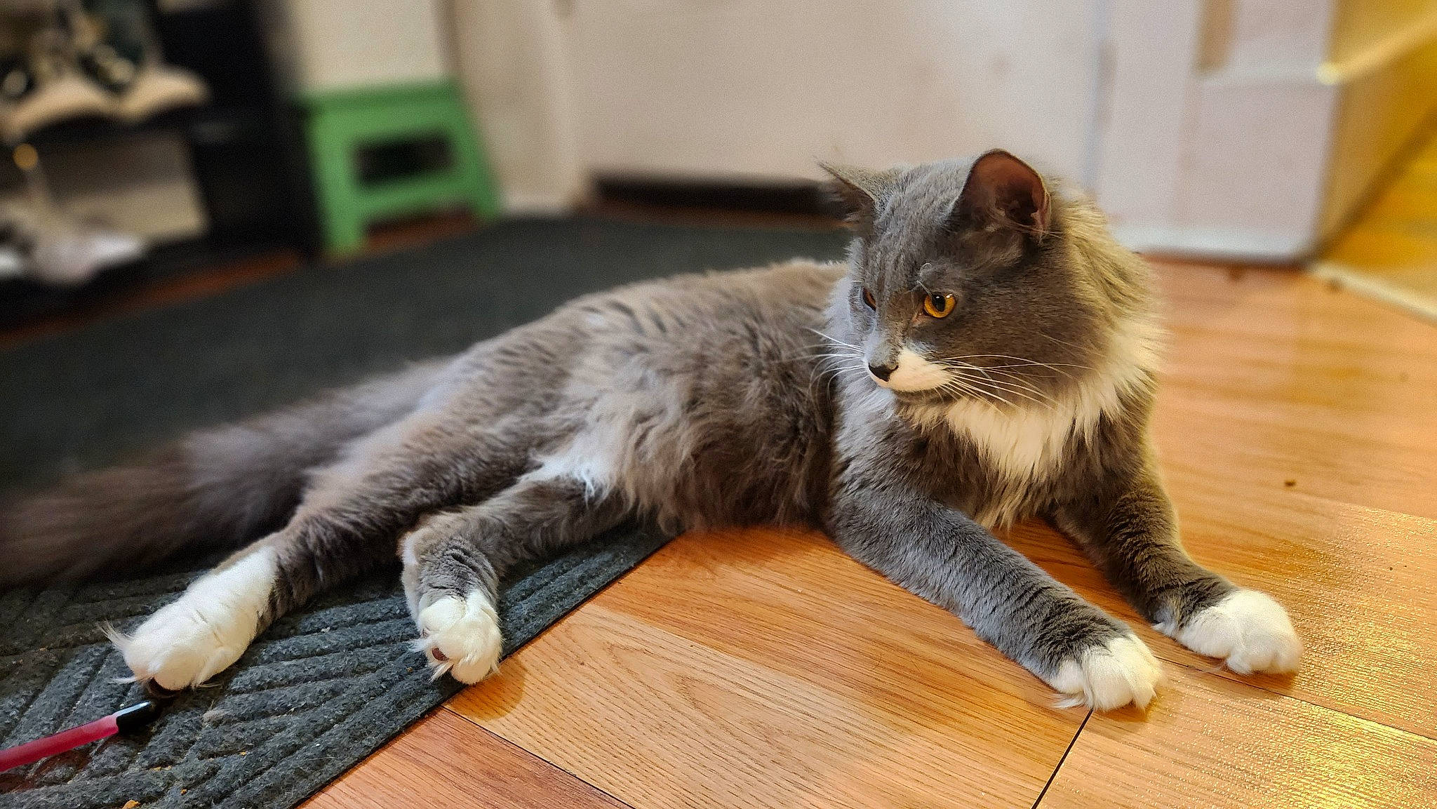 Pirelli is registered to the contest to win money with this photo: carnivore, cat, claw, domestic_short_haired_cat, door_mat, felidae, flooring, fur, grey, hardwood, laminate_flooring, paw, small_to_medium_sized_cats, snout, tail, terrestrial_animal, vertebrate, whiskers, wood, wood_flooring