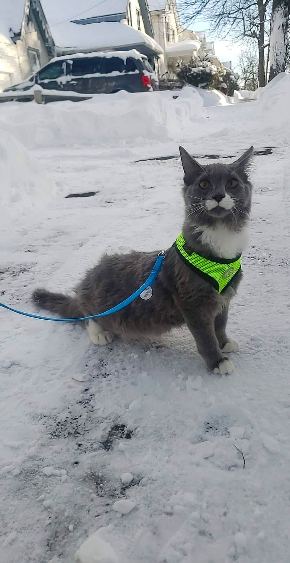 Pirelli is registered to the contest to win money with this photo: canidae, carnivore, cat, collar, dog_breed, domestic_short_haired_cat, felidae, freezing, fur, leash, russian_blue, small_to_medium_sized_cats, snout, snow, sporting_group, tail, terrestrial_animal, whiskers, winter, working_animal