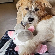 Tia joined the competition — help win amazing prizes! animal, appliance, ball, canine, couch, device, dog, electricaldevice, face, football, furniture, head, person, pet, photography, portrait, puppy, soccer, soccerball, sport