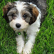 Joey is registered to the contest to win money with this photo: adorable, animal, closeup, collar, cute, dog, eyes, face, fluffy, fur, grass, green, lying_down, nature, outdoor, pet, playful, puppy, small, young