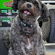 Copper is registered to the contest to win money with this photo: dog, small_dog, black_fur, fluffy, collar, tongue, teeth, smiling, tilted_head, close_up, portrait, tire, tire_stack, auto_shop, battery, interstate_sign, shelf, indoor, pet, happy