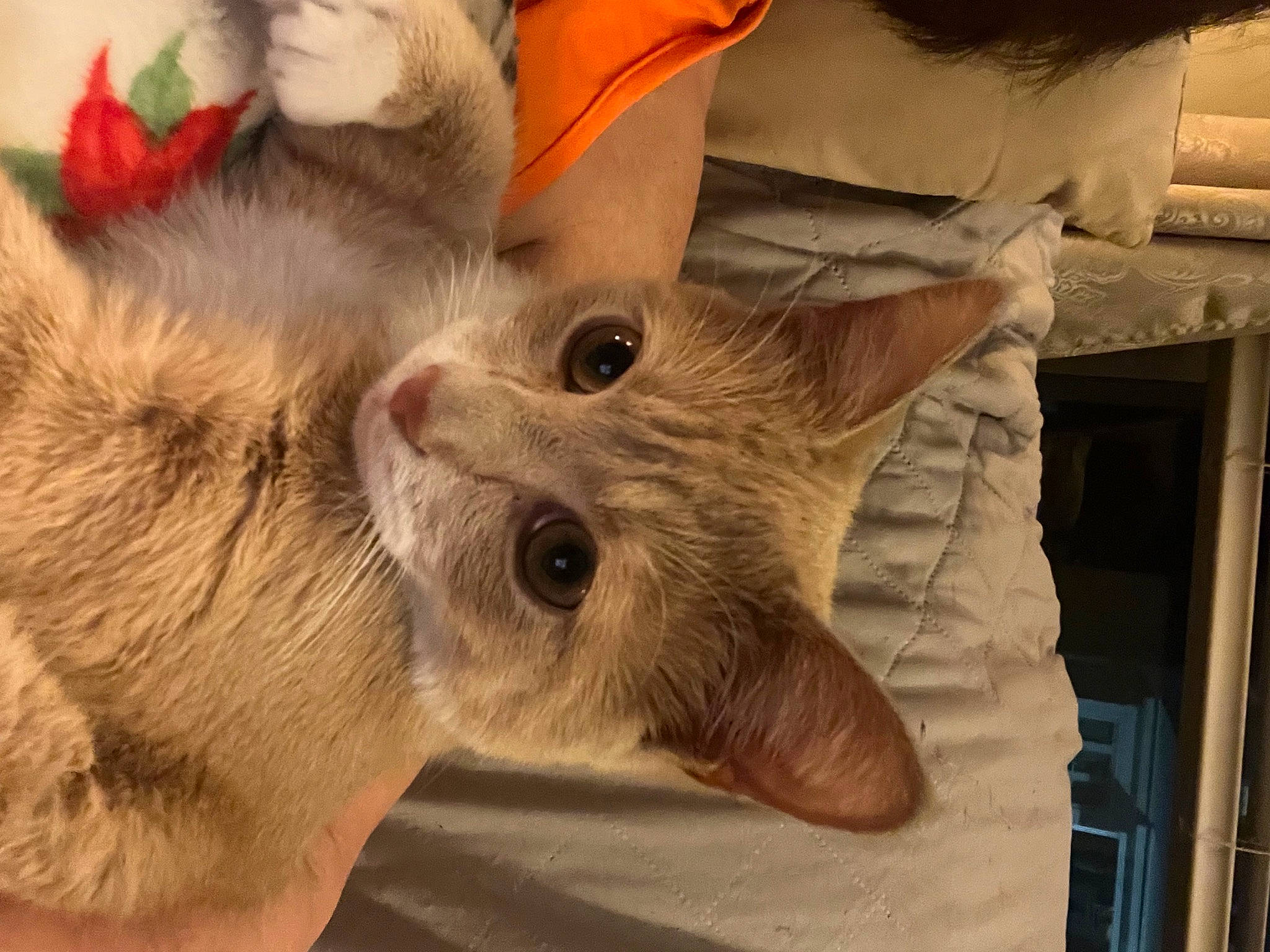 Garfield is registered to the contest to win money with this photo: canidae, carnivore, cat, claw, dog_breed, domestic_short_haired_cat, ear, eye, fawn, felidae, fur, paw, small_to_medium_sized_cats, snout, tail, terrestrial_animal, whiskers, wood, working_animal