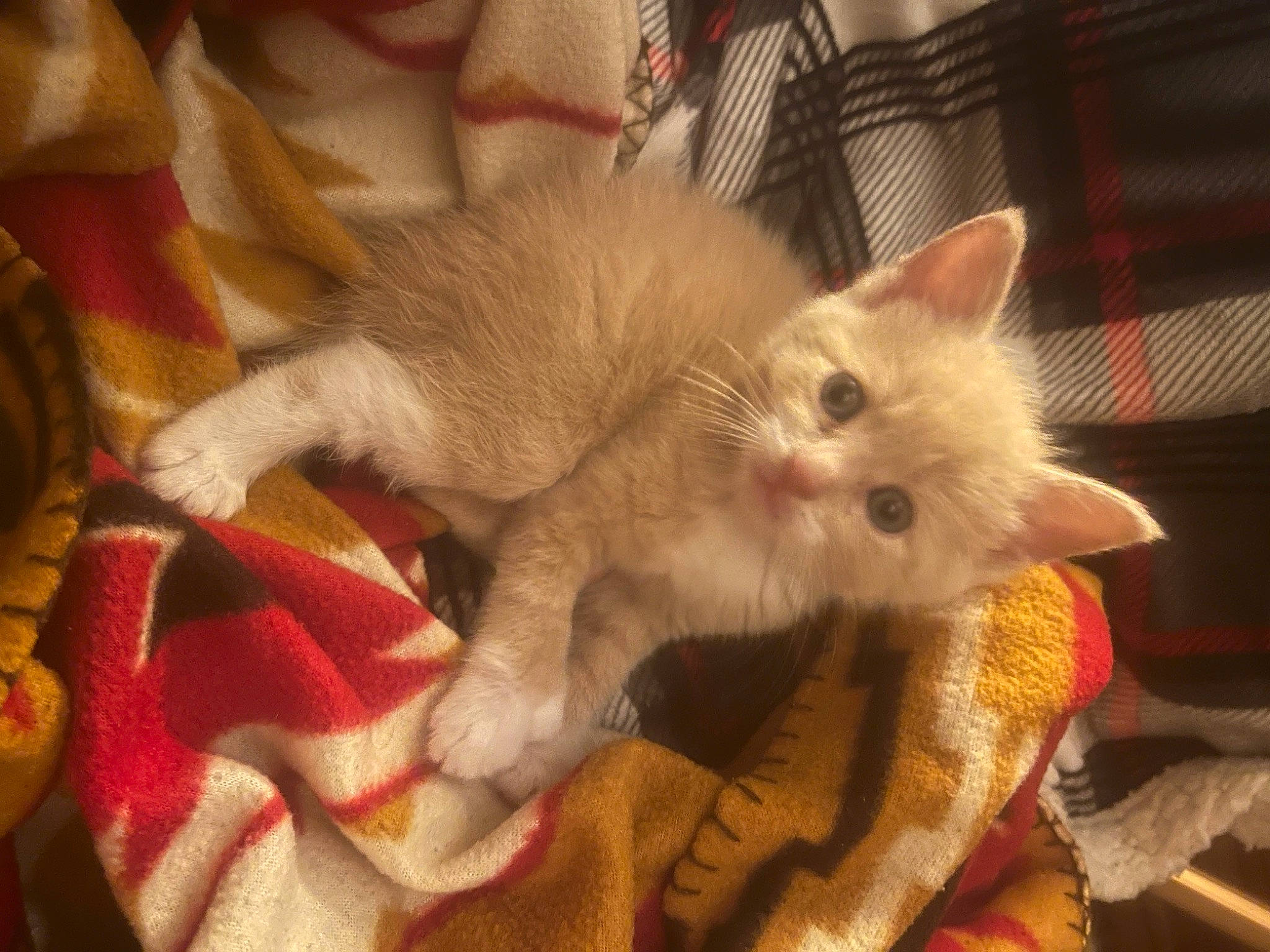 Garfield