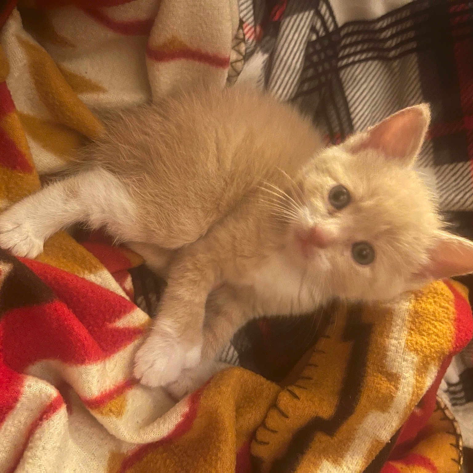 Garfield