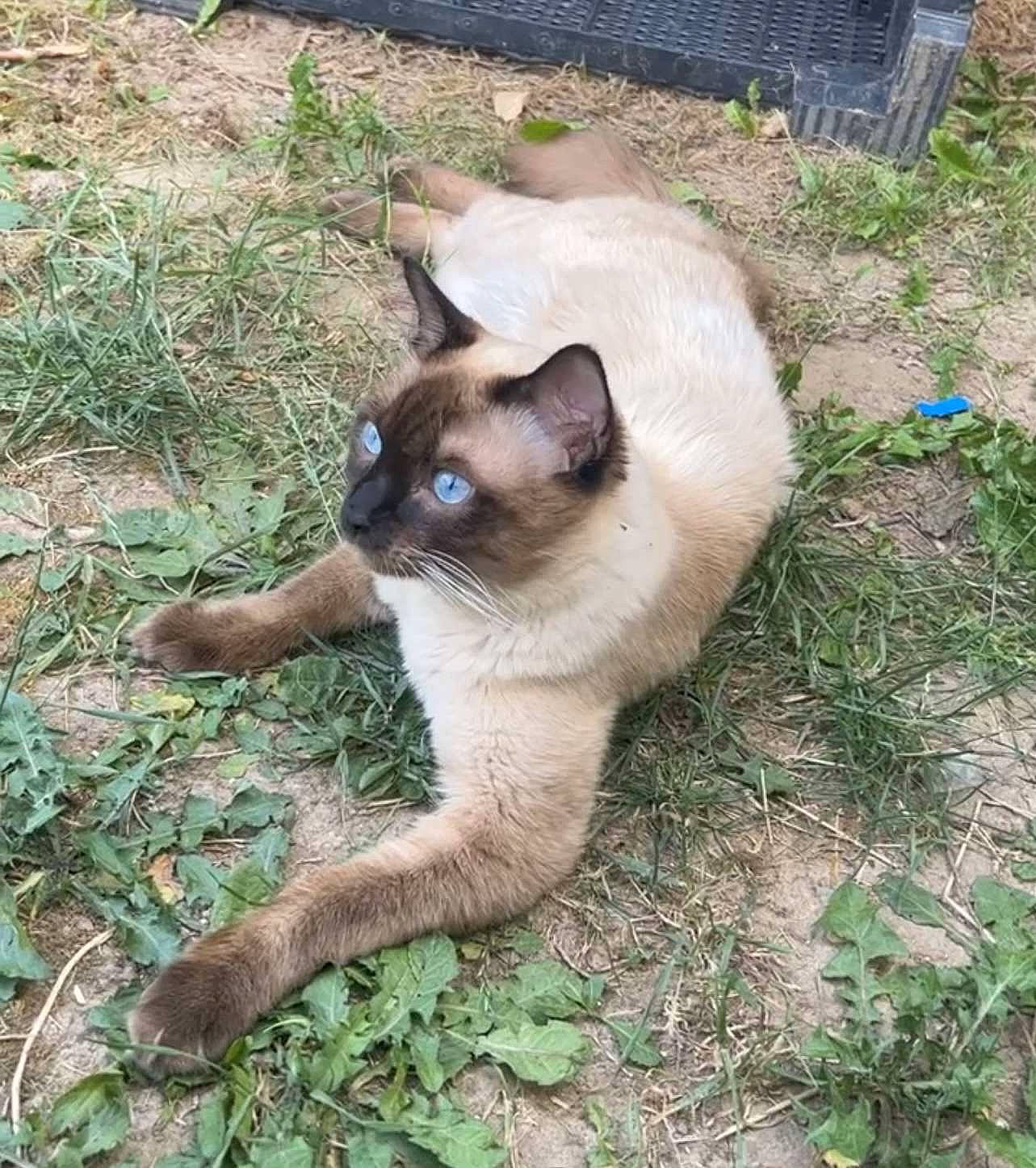 Simba a rejoint le concours — aidez-le/la à gagner de superbes lots ! balinese, carnivore, cat, collar, dog_breed, eye, fawn, felidae, fur, grass, groundcover, plant, siamese, small_to_medium_sized_cats, snout, tail, terrestrial_animal, thai, whiskers, wildlife