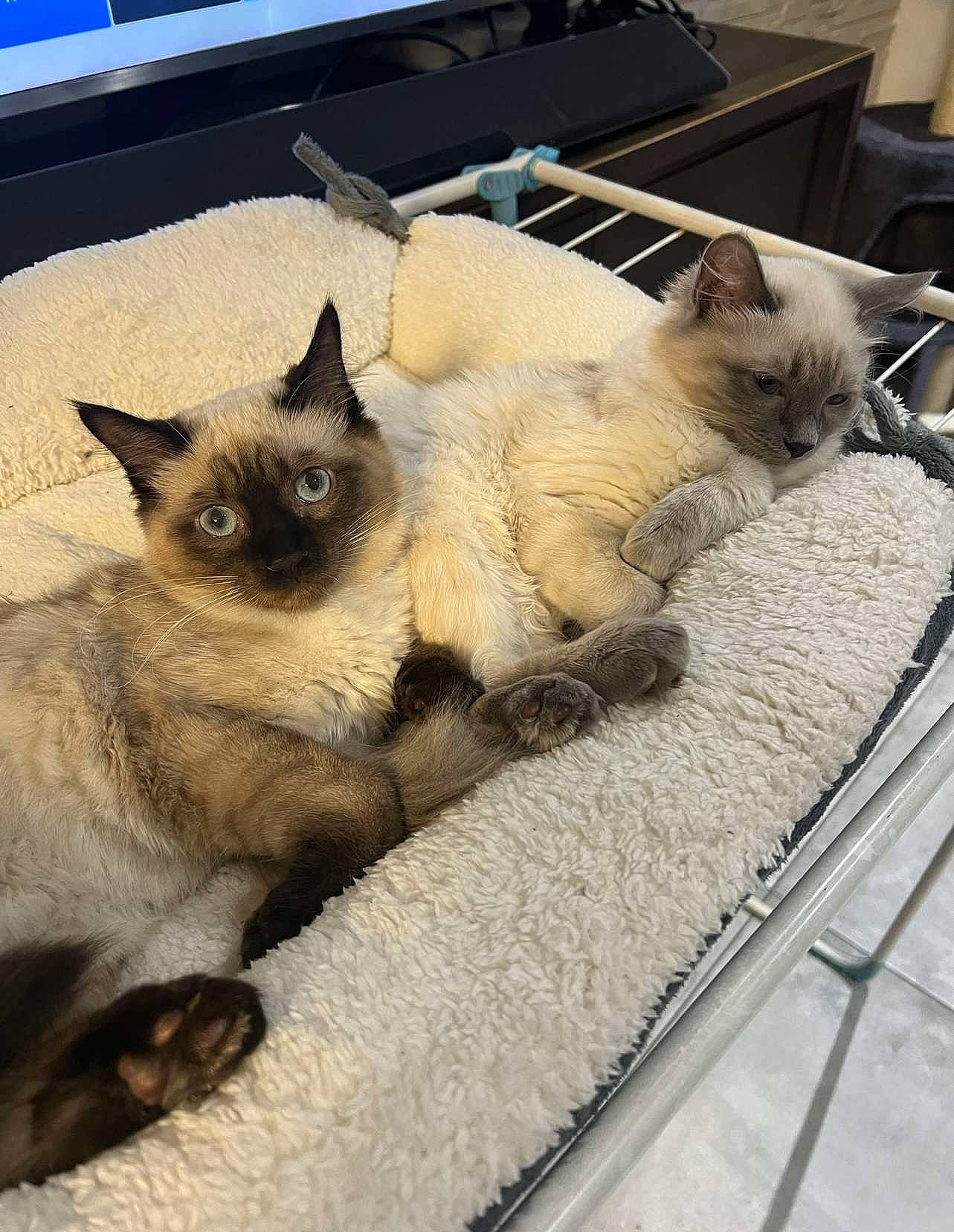 Simba participe au concours pour gagner de l'argent avec cette photo : balinese, birman, carnivore, cat, claw, computer_keyboard, domestic_short_haired_cat, fawn, felidae, fur, paw, siamese, small_to_medium_sized_cats, snout, tail, terrestrial_animal, thai, tonkinese, whiskers