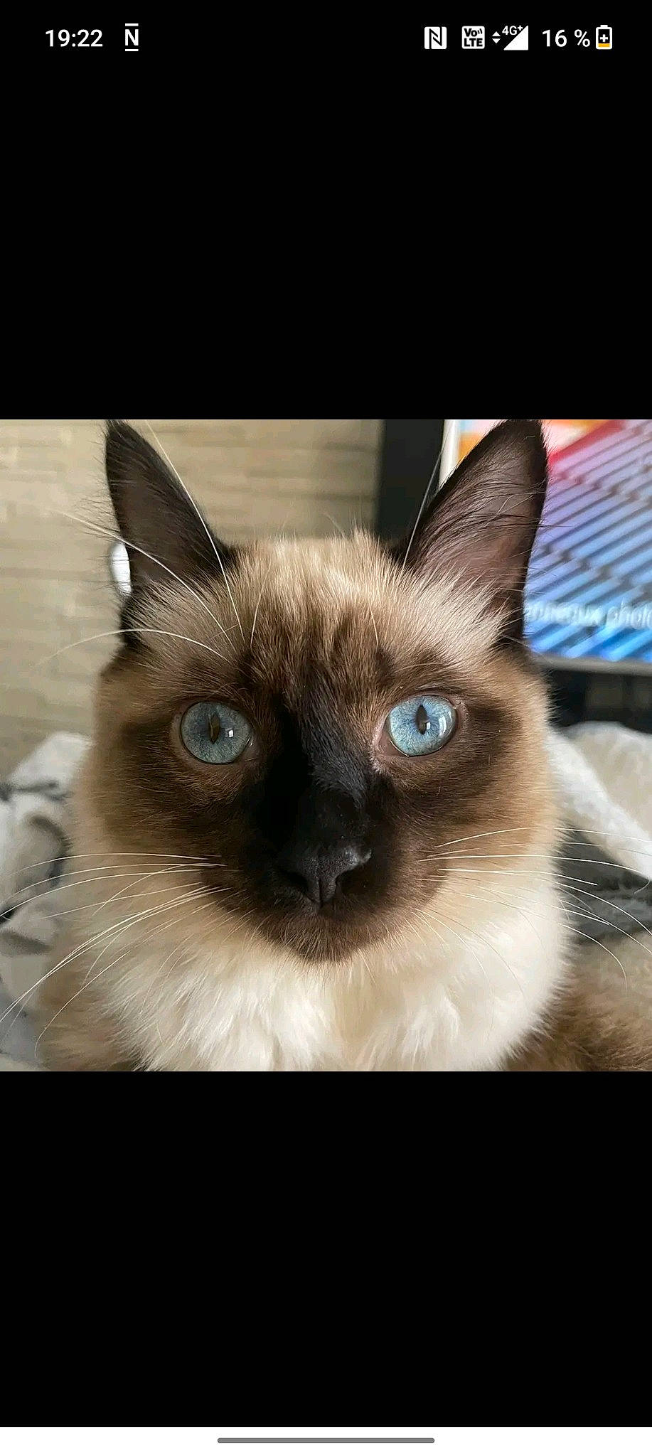 Simba participe au concours pour gagner de l'argent avec cette photo : balinese, birman, carnivore, cat, eyelash, fawn, felidae, fur, head, iris, photo_caption, ragdoll, siamese, small_to_medium_sized_cats, snout, terrestrial_animal, thai, whiskers