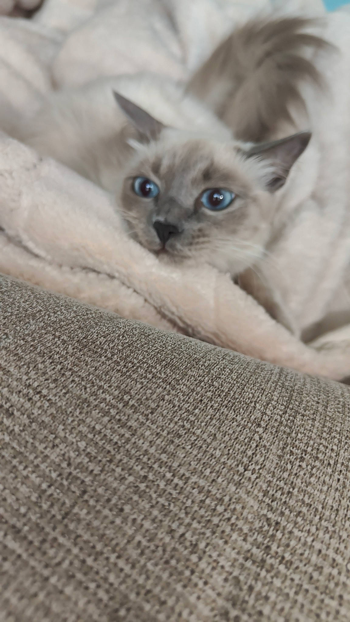 Pamela participe au concours pour gagner de l'argent avec cette photo : birman, carnivore, cat, close_up, domestic_short_haired_cat, electric_blue, eye, fawn, felidae, fur, human_body, small_to_medium_sized_cats, snout, terrestrial_animal, whiskers