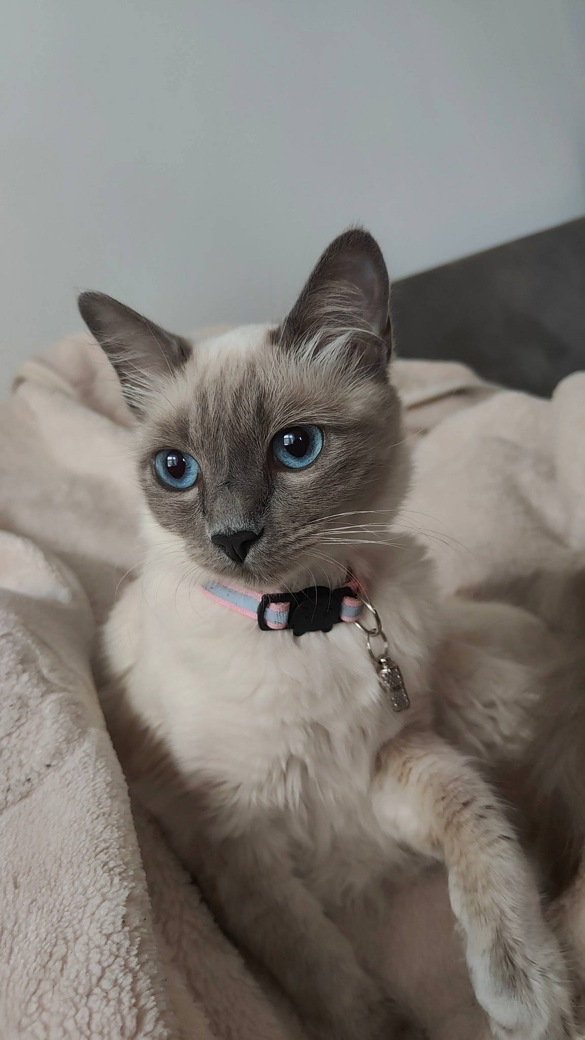 Pamela a rejoint le concours — aidez-le/la à gagner de superbes lots ! carnivore, cat, claw, collar, comfort, domestic_short_haired_cat, ear, electric_blue, fawn, felidae, fur, pet_supply, siamese, small_to_medium_sized_cats, snout, tail, terrestrial_animal, thai, whiskers, window