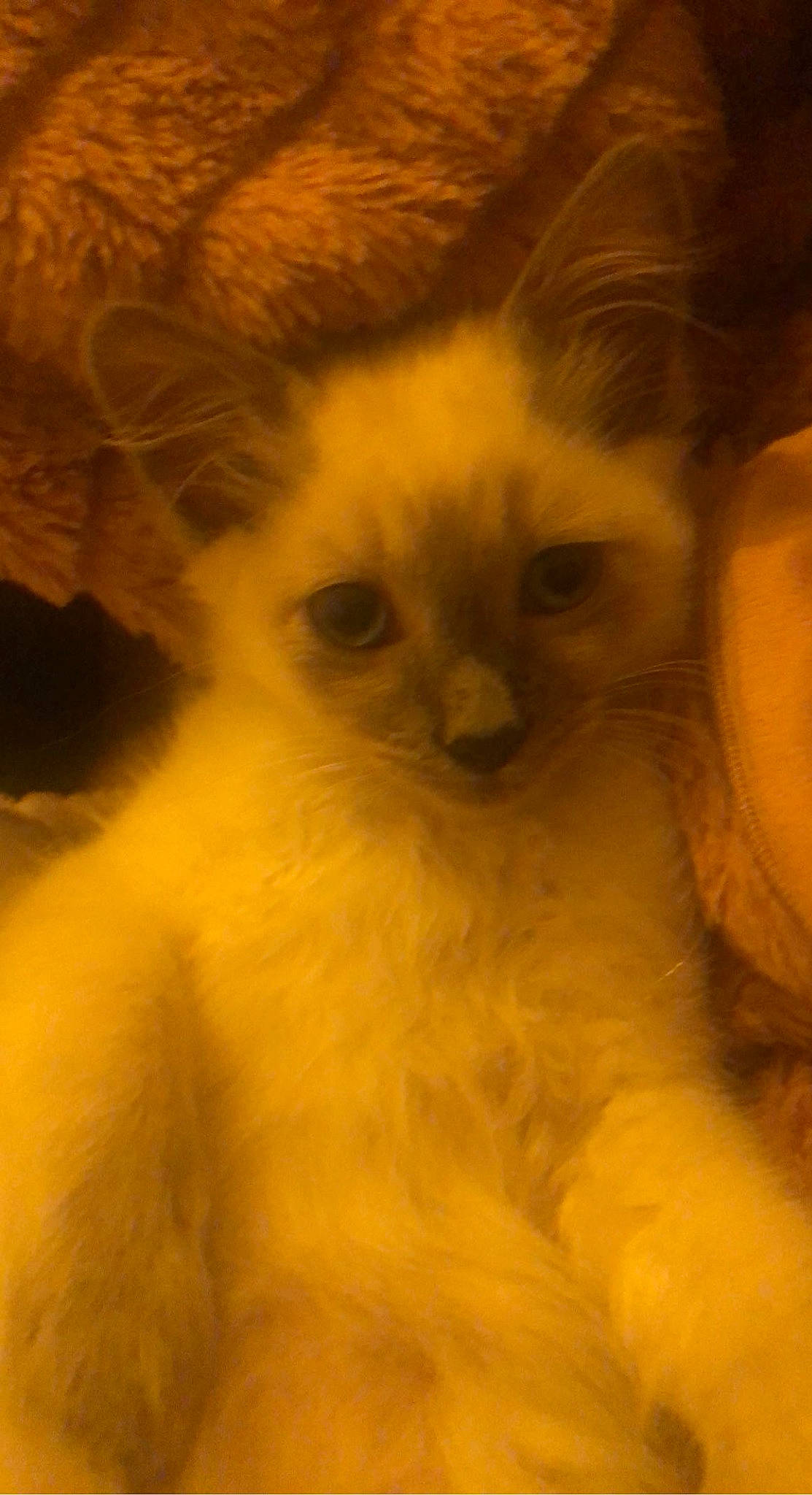 Pamela a rejoint le concours — aidez-le/la à gagner de superbes lots ! balinese, carnivore, cat, eye, fawn, felidae, fur, head, ragdoll, small_to_medium_sized_cats, snout, tail, terrestrial_animal, whiskers