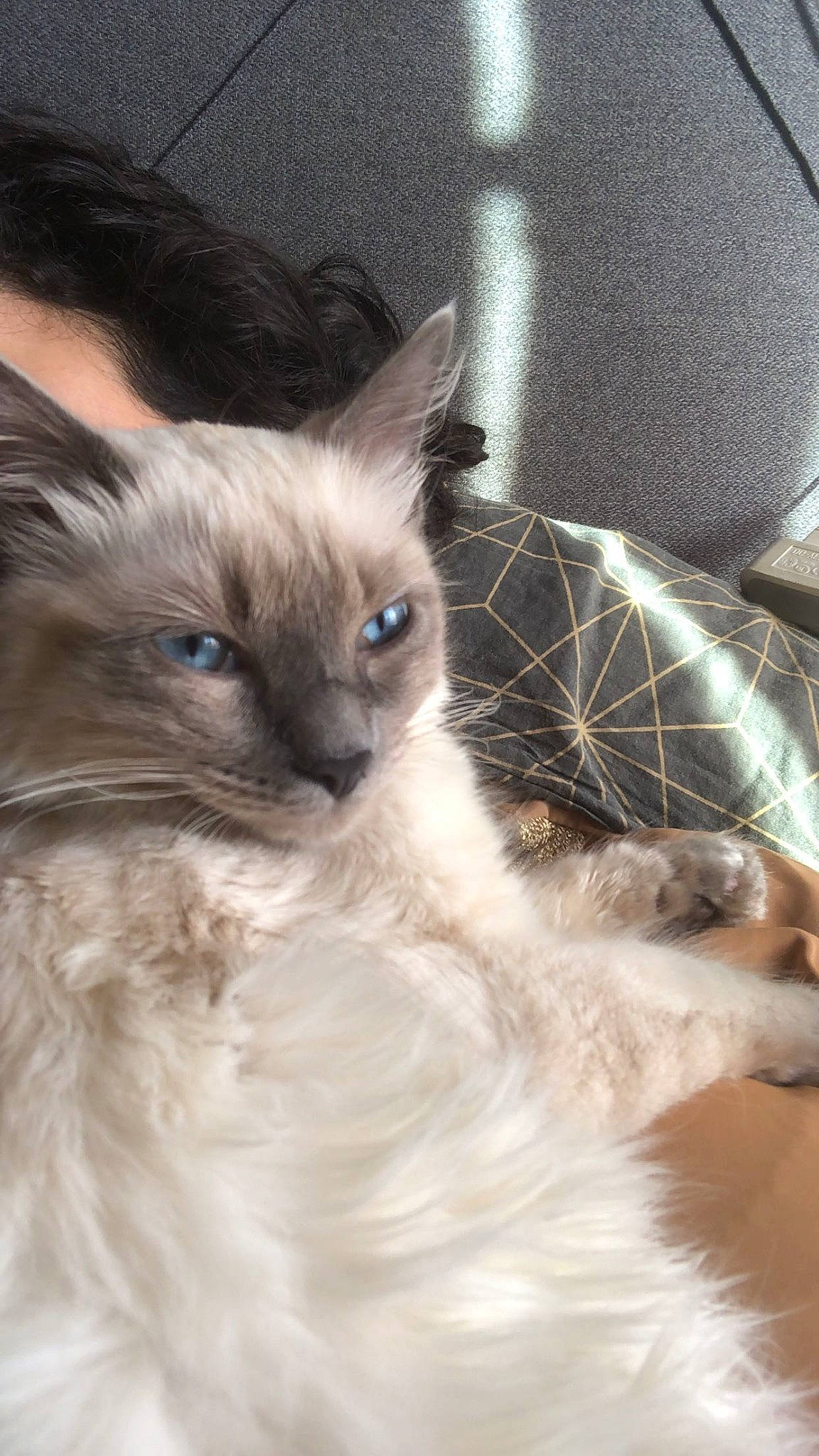 Pamela a rejoint le concours — aidez-le/la à gagner de superbes lots ! balinese, birman, carnivore, cat, comfort, eyelash, fawn, felidae, fur, iris, paw, ragdoll, siamese, small_to_medium_sized_cats, snout, tail, terrestrial_animal, thai, tonkinese, whiskers