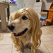 Indy a rejoint le concours — aidez-le/la à gagner de superbes lots ! dog, golden_retriever, wig, blonde_hair, indoor, tile_floor, pet, animal, happy, cute, costume, funny, smiling, looking_away, house, furniture, table, cabinet, home, domestic