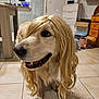 dog, golden_retriever, wig, blonde_hair, indoor, tile_floor, pet, animal, happy, cute, costume, funny, smiling, looking_away, house, furniture, table, cabinet, home, domestic