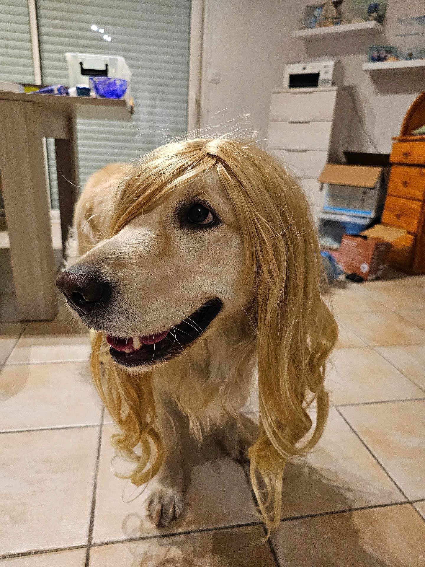 Indy a rejoint le concours — aidez-le/la à gagner de superbes lots ! dog, golden_retriever, wig, blonde_hair, indoor, tile_floor, pet, animal, happy, cute, costume, funny, smiling, looking_away, house, furniture, table, cabinet, home, domestic