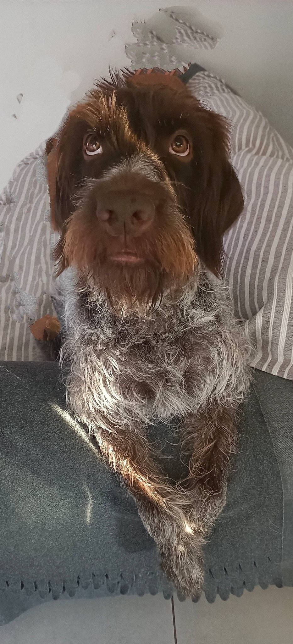 Oasis a rejoint le concours — aidez-le/la à gagner de superbes lots ! canidae, carnivore, cocker_spaniel, companion_dog, dog, dog_breed, fur, gun_dog, hunting_dog, liver, pet_supply, pont_audemer_spaniel, snout, spaniel, sporting_group, whiskers, working_animal