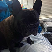 Caesar is registered to the contest to win money with this photo: animal, black_dog, blanket, couch, cozy, curious, dog, ears, face, french_bulldog, fur, home, indoor, lamp, living_room, paw, pet, resting, shadow, window_blinds