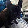 animal, black_dog, blanket, couch, cozy, curious, dog, ears, face, french_bulldog, fur, home, indoor, lamp, living_room, paw, pet, resting, shadow, window_blinds