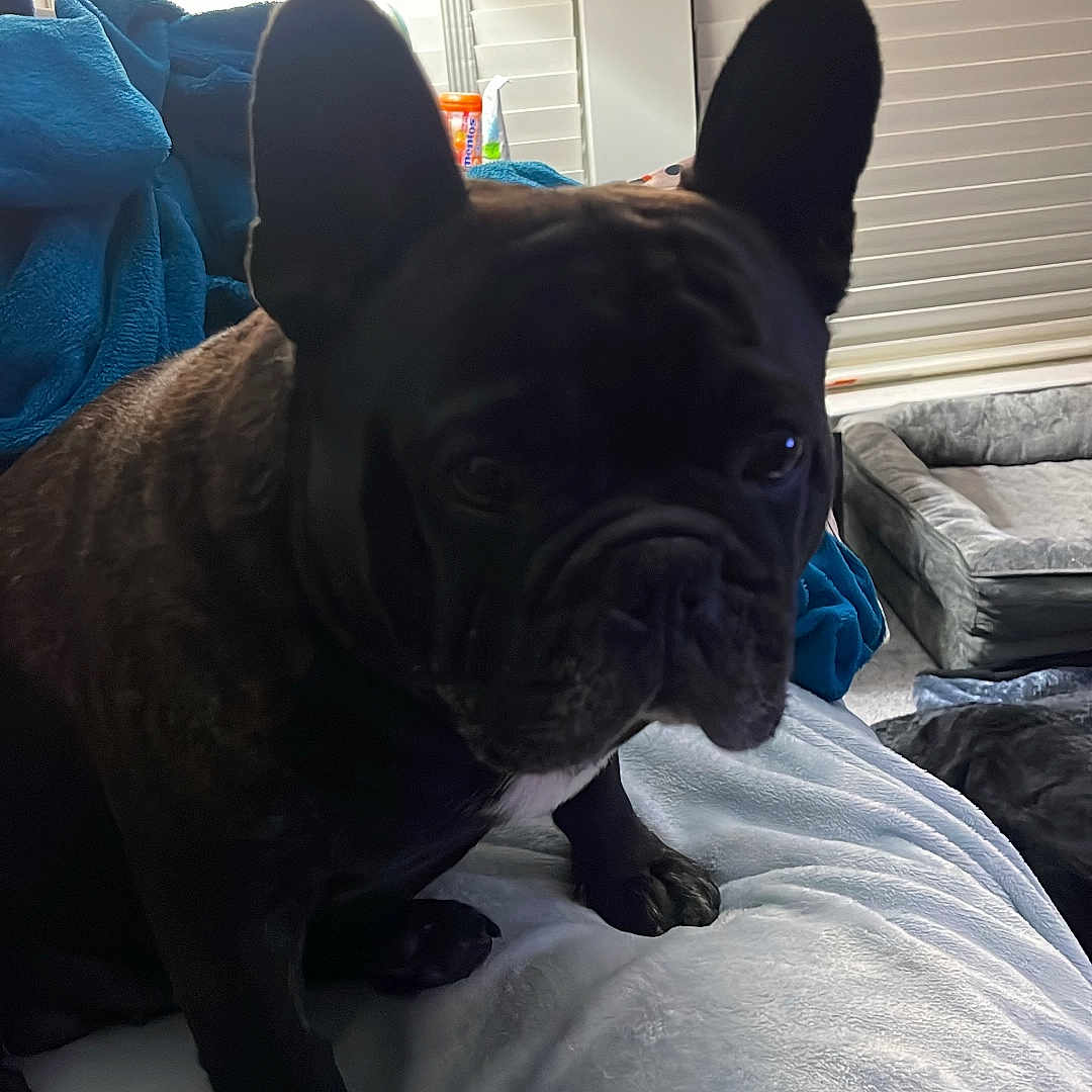 Caesar