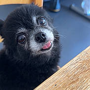 Pimousse participe au concours pour gagner de l'argent avec cette photo : dog, black_dog, pet, tongue_out, close_up, indoor, wooden_table, chair, curious, cute, fluffy, small_dog, animal, face, whiskers, fur, domestic_animal, companion, looking_up, adorable