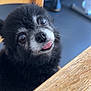 dog, black_dog, pet, tongue_out, close_up, indoor, wooden_table, chair, curious, cute, fluffy, small_dog, animal, face, whiskers, fur, domestic_animal, companion, looking_up, adorable