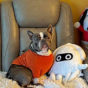 Pepe joined the competition — help win amazing prizes! dog, french_bulldog, orange_sweater, plush_toy, white_blanket, leather_chair, indoor, pet, cozy, cute, sitting, furry, animal, face, ears, toy, yellow_wall, comfort, fur, portrait