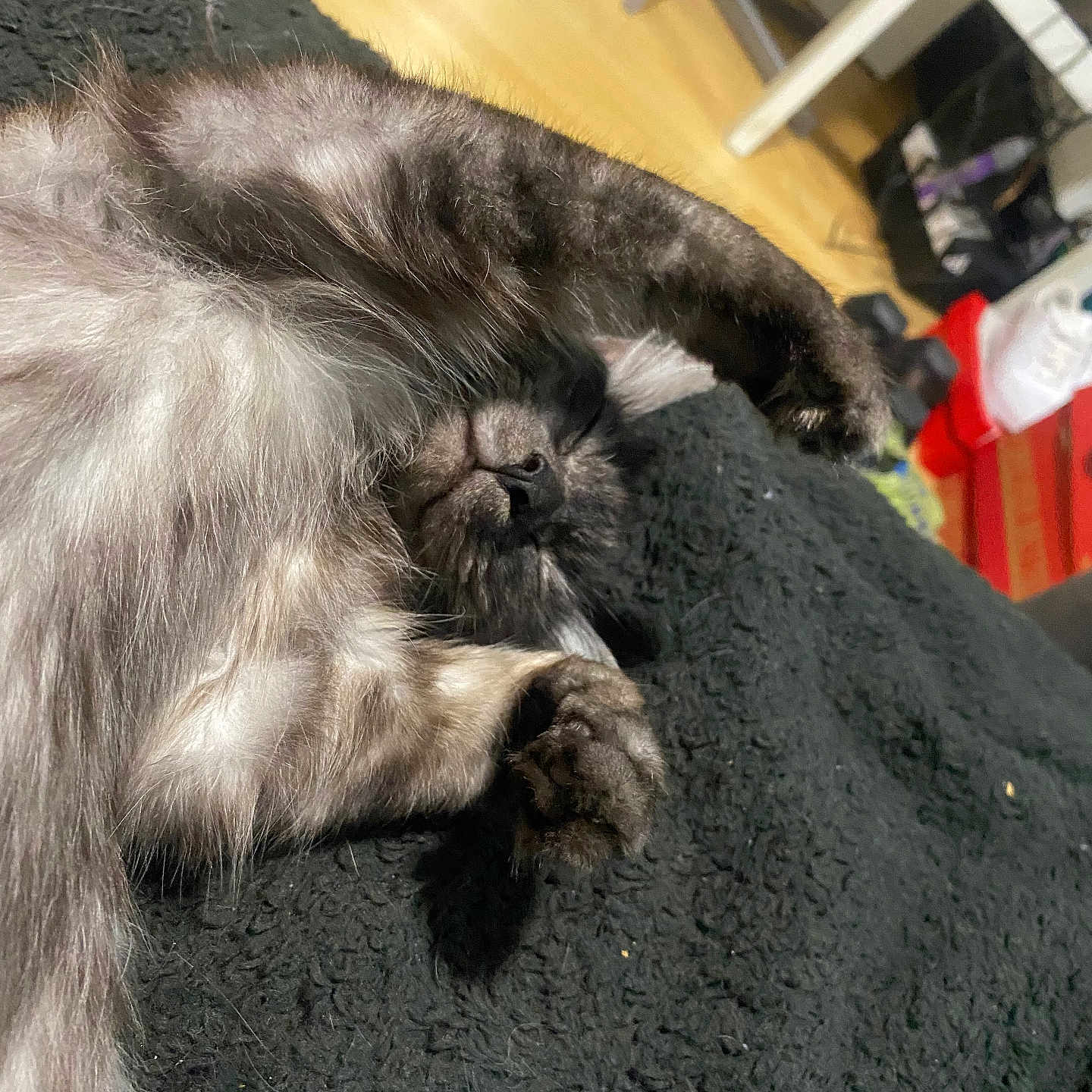 Princess Leïa a rejoint le concours — aidez-le/la à gagner de superbes lots ! animal, black_blanket, blanket, cat, cozy, curled_up, cute, domestic, feline, fluffy, fur, home, indoor, napping, paws, pet, relaxing, resting, sleeping, wooden_floor