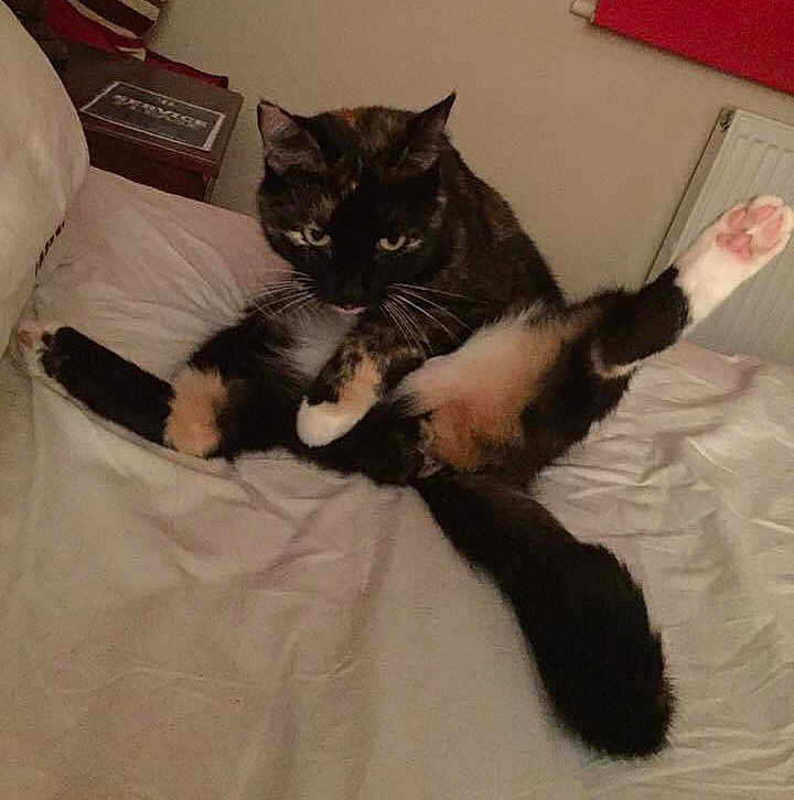 Cookie Lady is registered to the contest to win money with this photo: animal, bed, bedroom, casual, cat, cozy, cute, feline, fur, furniture, grooming, indoor, leg_raised, paws, pet, radiator, relaxed, side_table, tortoiseshell, whiskers