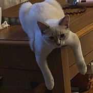 Luna joined the competition — help win amazing prizes! cat, white_cat, table, wooden_table, furniture, indoor, pet, animal, relaxed, laying_down, front_legs, ears, face, paw, domestic_cat, cute, fur, resting, home, curious