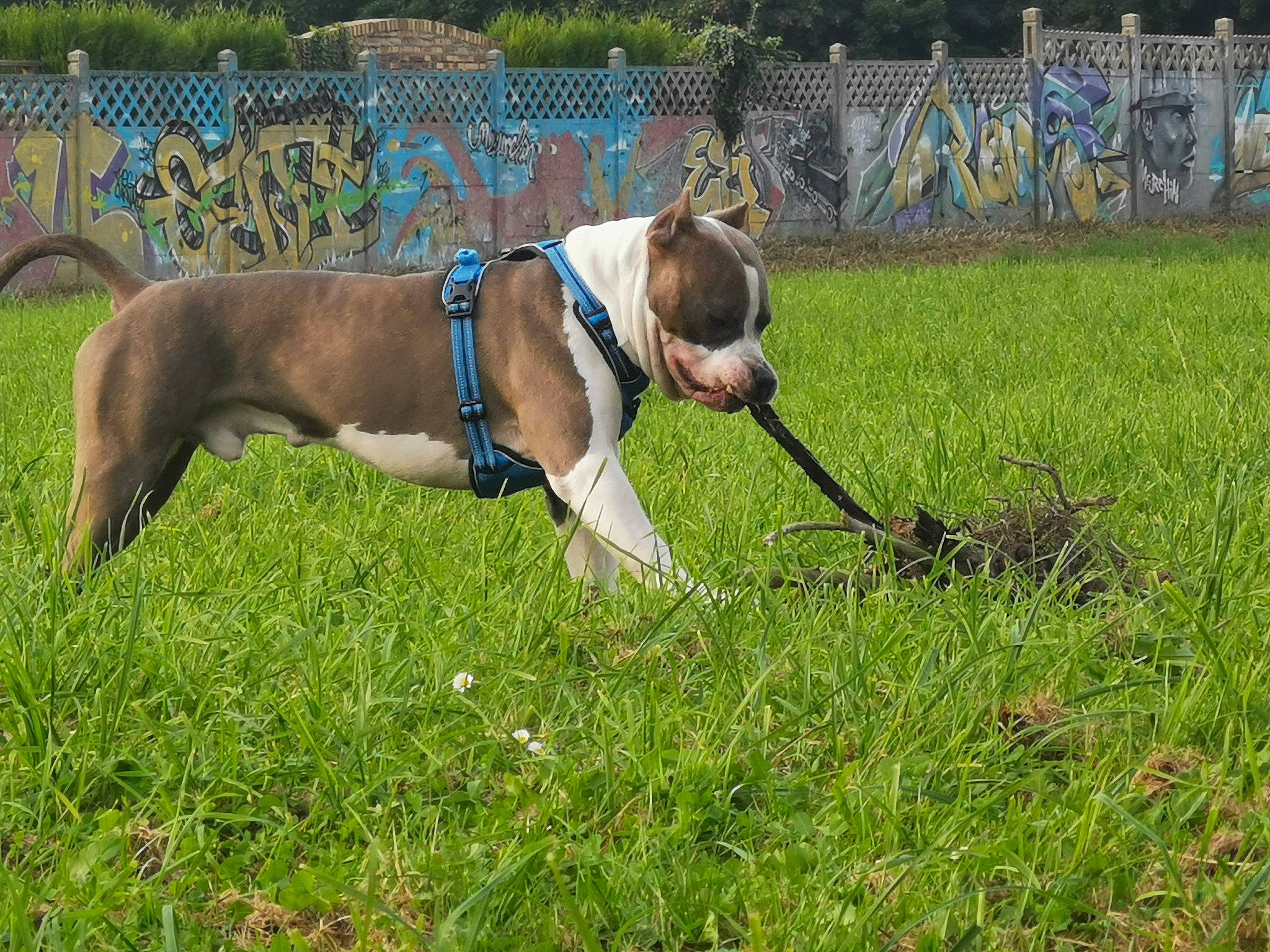 Tailrox participe au concours pour gagner de l'argent avec cette photo : canidae, carnivore, collar, companion_dog, dog, dog_breed, dog_collar, dog_supply, fashion_accessory, fawn, grass, grassland, leash, pet_supply, plant, snout, sporting_group, tail, terrestrial_animal, working_animal