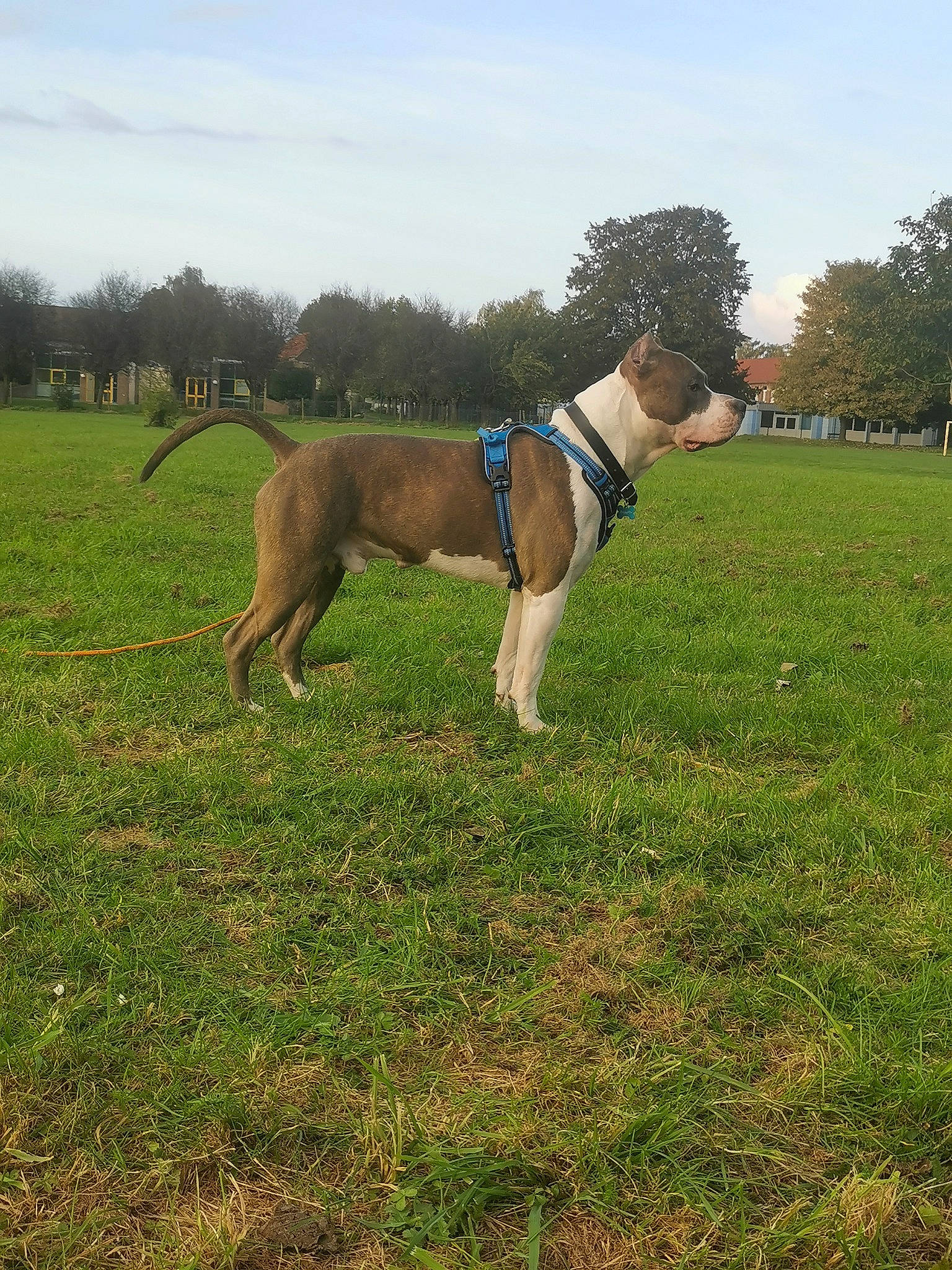 Tailrox participe au concours pour gagner de l'argent avec cette photo : canidae, carnivore, cloud, collar, companion_dog, dog, dog_breed, dog_collar, dog_supply, electric_blue, fawn, grass, grassland, pet_supply, plant, sky, sporting_group, tail, tree, working_animal