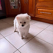Dan Dan is registered to the contest to win money with this photo: puppy, dog, white_dog, fluffy, small_dog, cute, standing, kitchen, floor_tiles, wooden_cabinets, indoors, pet, animal, fur, dark_eyes, black_nose, portrait, adorable, home, photography